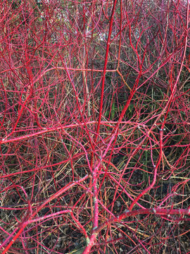 red bush
