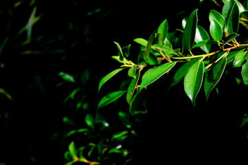 green leaves on black background