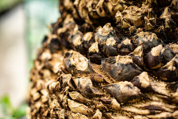 
palm tree bark