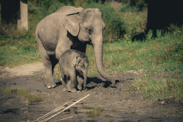 Elephants in Chiang Mai, Thailand., Asian elephant into the wild.