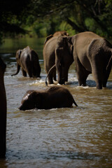Naklejka premium Elephants in Chiang Mai, Thailand., Asian elephant into the wild.