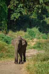 Obraz premium Elephants in Chiang Mai, Thailand., Asian elephant into the wild.