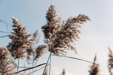 Dry pampas grass. Abstract natural background in neutral colors. Fluffy reed panicles outdoors. Selective focus.