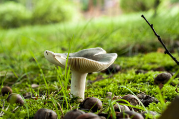 Lamellar fungus growing on green moss among grasses and acorns that fell from oak trees in autumn.