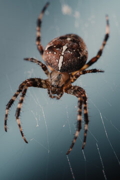 Portrait of a spider