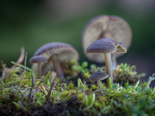 Laccaria amethystina, Lakówka ametystowa