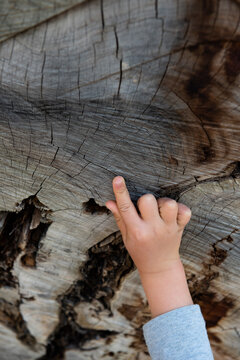Young boy counting tree rings.