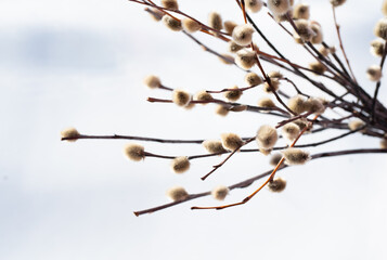 Willow branch in daylight by the window on a white background