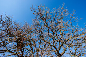 Closeup of a group of leafless oak trees in winter on clear blue sky. Coastline of Lake Garda, Rocca di Garda, Verona Province, Veneto, Italy, Europe.