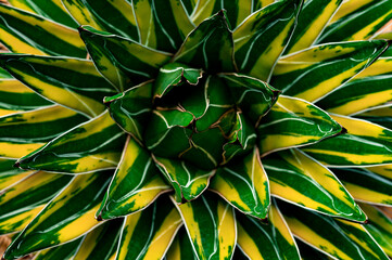 Fototapeta premium closeup agave cactus, abstract natural pattern background and textures, dark blue toned