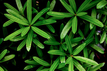 closeup nature view of green leaf texture, dark wallpaper concept, nature background, tropical leaf