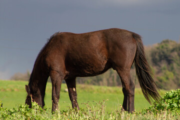 Brown Italian native horse,The common Italian horse Grazing in the fields