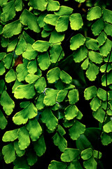 closeup nature view of green leaf texture, dark wallpaper concept, nature background, tropical leaf