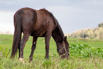 Fototapeta premium Brown Italian native horse,The common Italian horse Grazing in the fields