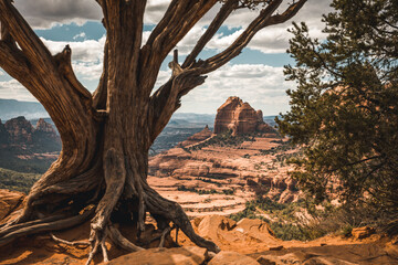 tree in arizona desert