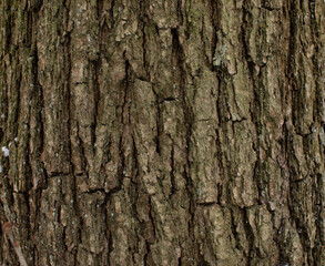 
texture of the bark of a tree