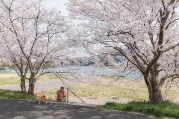 Tuinposter 山梨県・上野原市 春の川沿いの桜の風景 © w.aoki