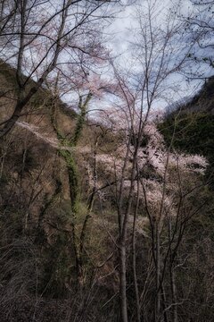 神奈川県・相模原市 山奥の大桜