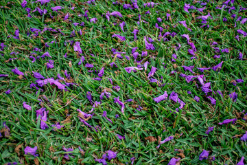 Jacaranda tree in a full bloom with beautiful purple flowers.