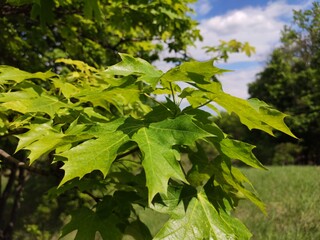 green maple leaves