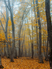 yellow leaves autumn forest nature fresh air tall trees