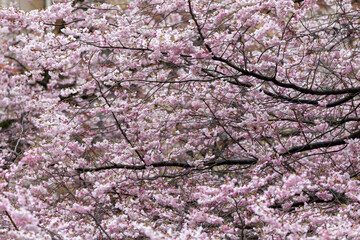 Blooming Cherry Blossom