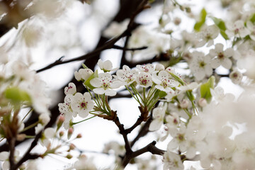 Blooming Cherry Blossom