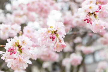 Blooming Cherry Blossom