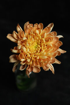 chrysanthemum on dark background.