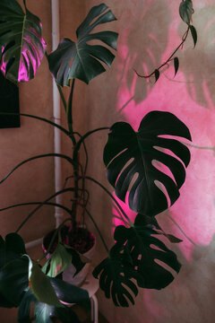 The leaves of indoor plants Monstera.