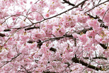 Blooming Cherry Blossom