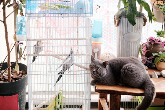 British short pet cat looking at parrots on the balcony