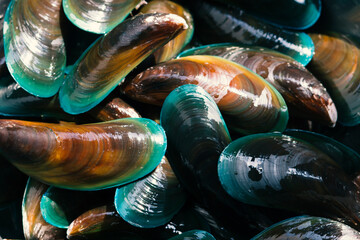 Mussel prepared as food. Green Mussel. - obrazy, fototapety, plakaty