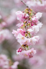 Fototapeta premium Blooming Cherry Blossom