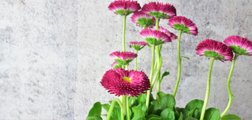 Bellis Perennis. Close up of the flower, pink petals. Copy space. © Juan Antonio 