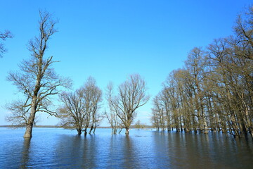 Obraz premium Flooded forest in Nature Park Lonjsko polje, Croatia 