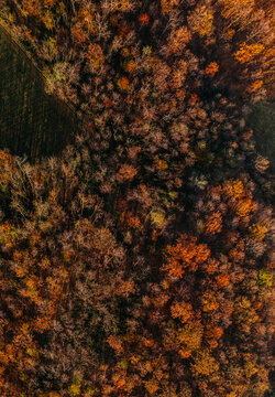 Autumn Forest