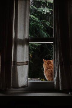 Rear sight of red cat sitting out of windows behind linen curtains