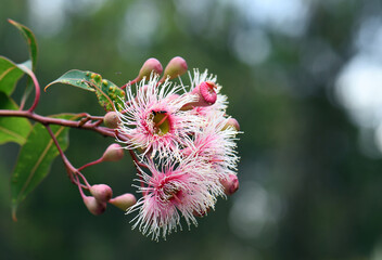 Pink and white blossoms and buds of the Australian native gum tree Corymbia Fairy Floss, family Myrtaceae. Grafted cultivar of Corymbia ficifolia which is endemic to Western Australia  - 420732769