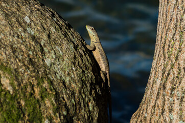 lizard on a rock