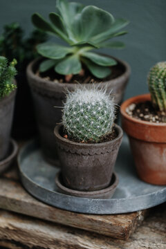 Tiny collection of succulents in terracotta pots