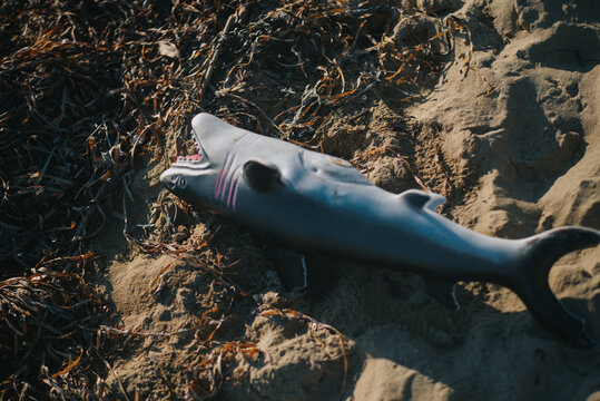 a shark toy on a beach