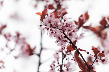Blooming cherry blossom