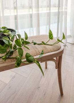Indoor plant styled