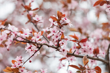 Blooming cherry Blossom