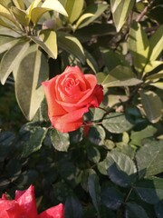 red rose in the garden
