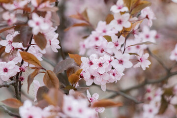 Blooming cherry Blossom