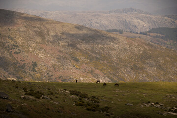 Horses grass feeding in a Mountain landscape