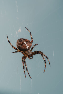 Portrait of a spider