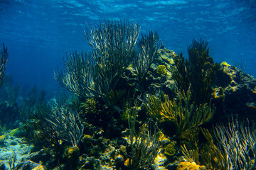 Fototapeta na wymiar Coral reef landscape